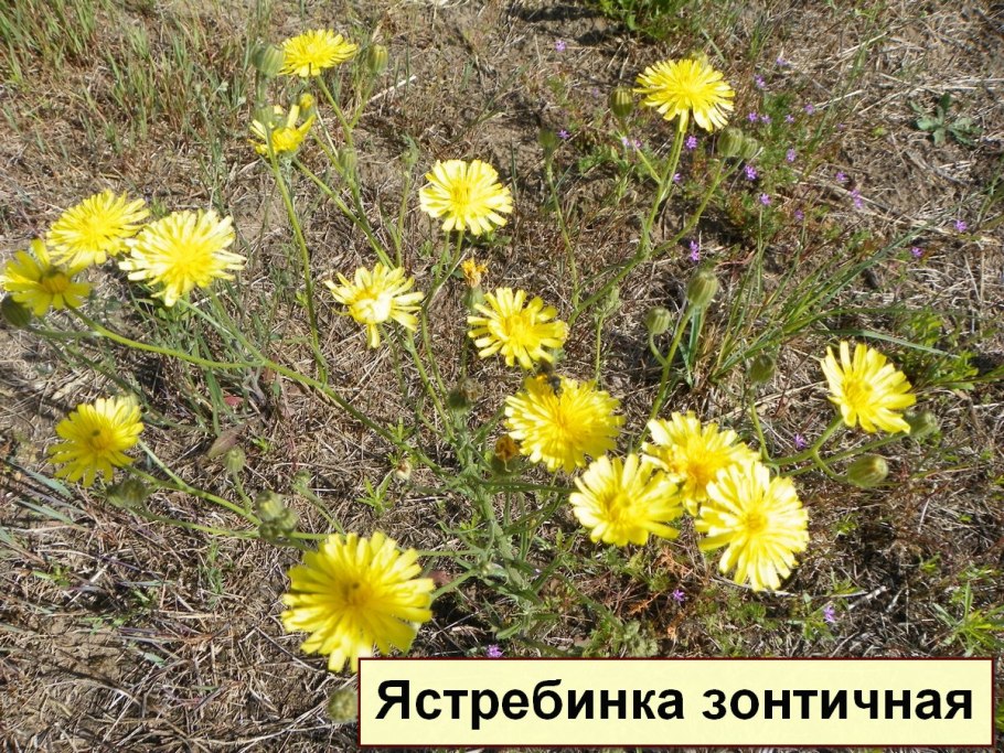 Ястребинка зонтичная медонос