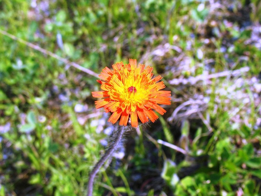 Pilosella aurantiaca