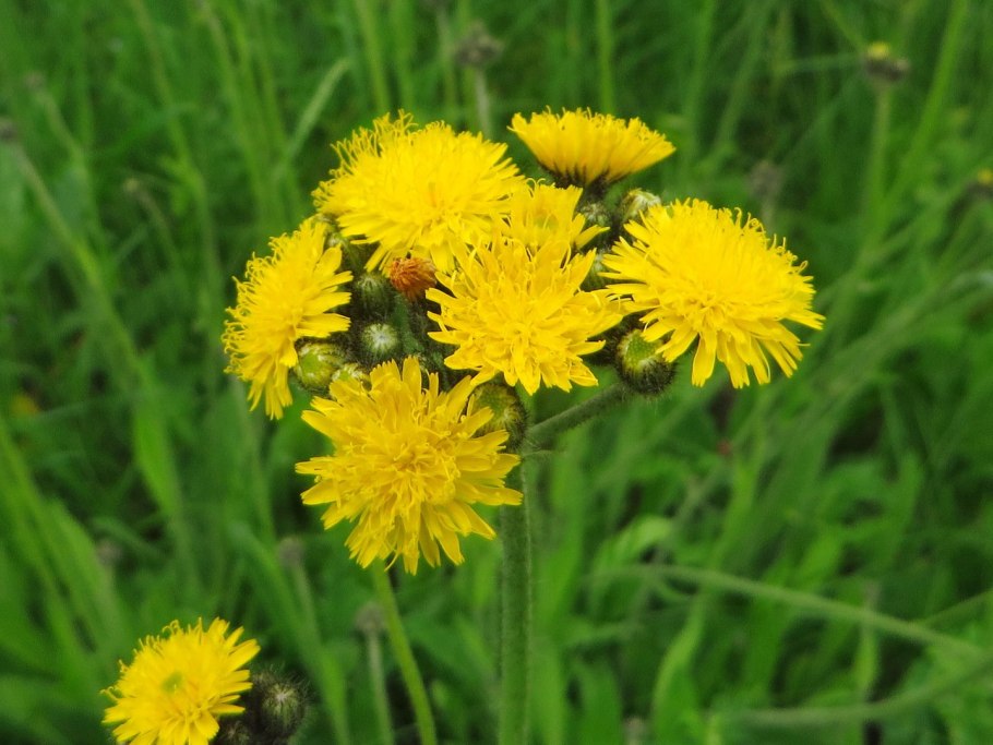 Ястребиночка обыкновенная