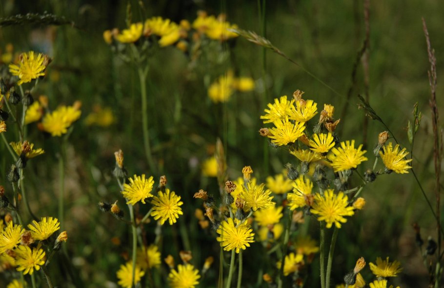 Hieracium vulgatum