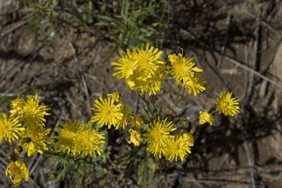 Ястребинка зонтичная hieracium umbellatum