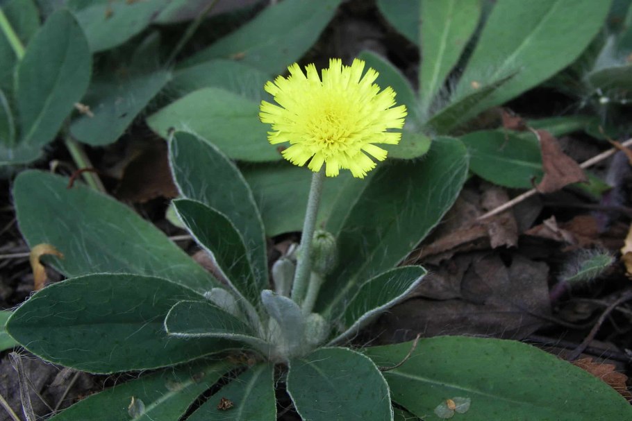 Ястребинка волосистая