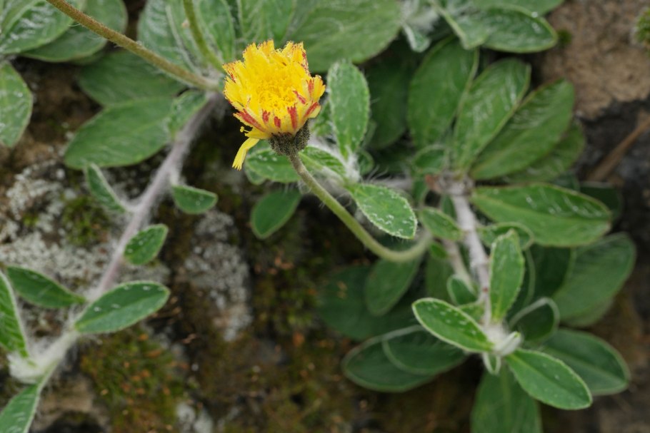 Helichrysum maracandicum