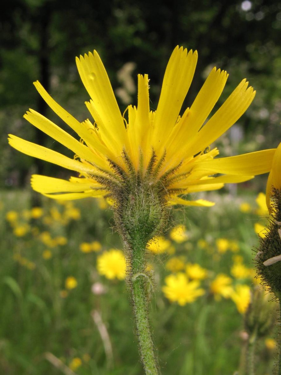 Ястребинка волосистая Hieracium pilosella
