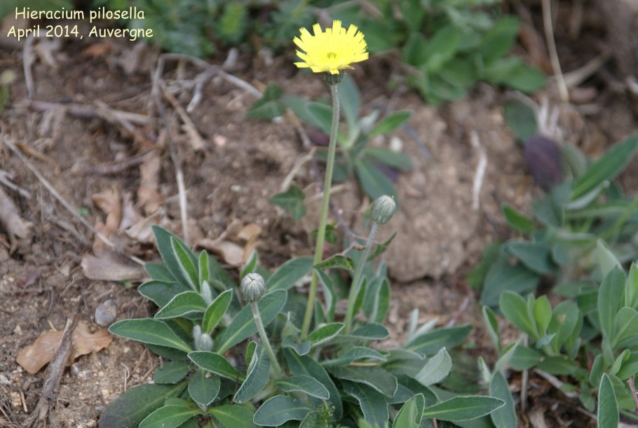 Hieracium pilosella