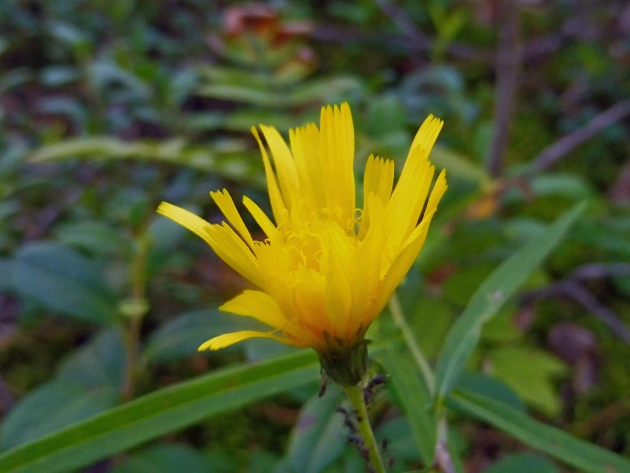 Ястребинка Таежная