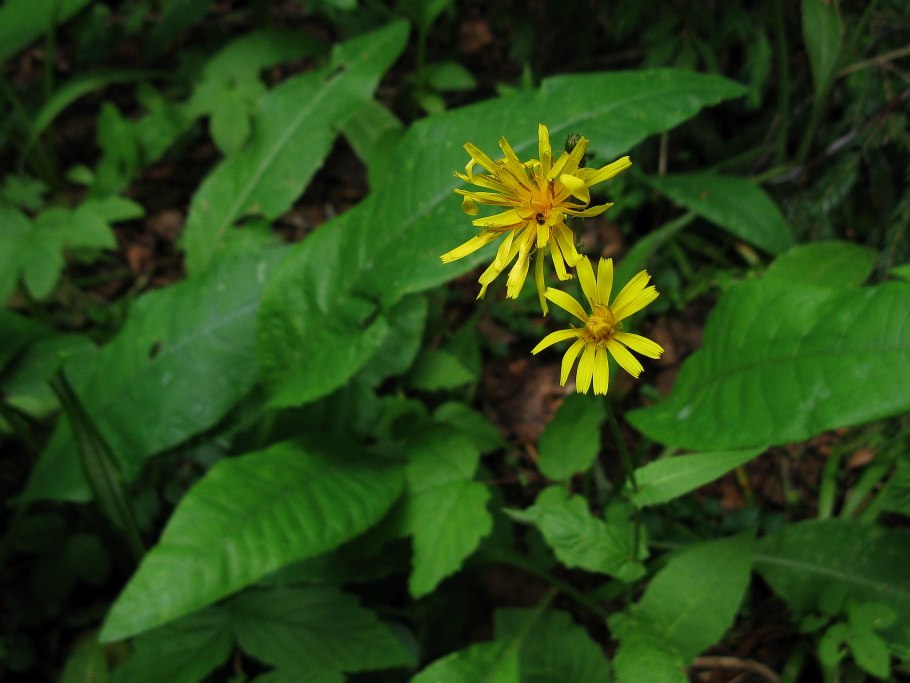 Hieracium Oxyodo