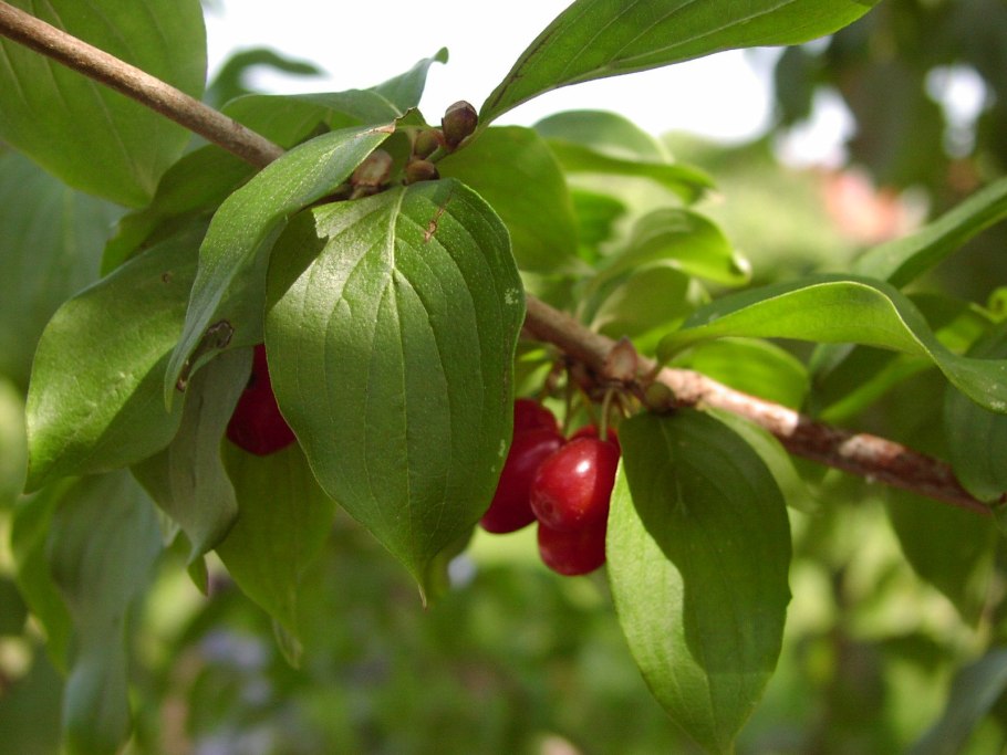 Кизил кустарник