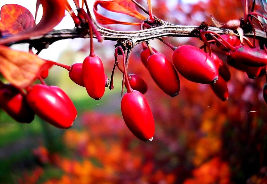 Кизил ягода