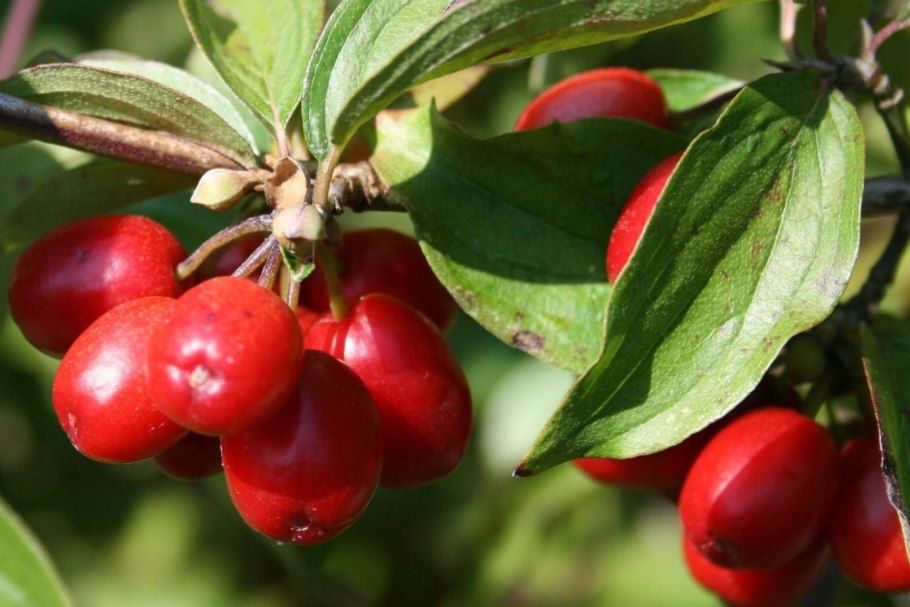 Кизил кустарник