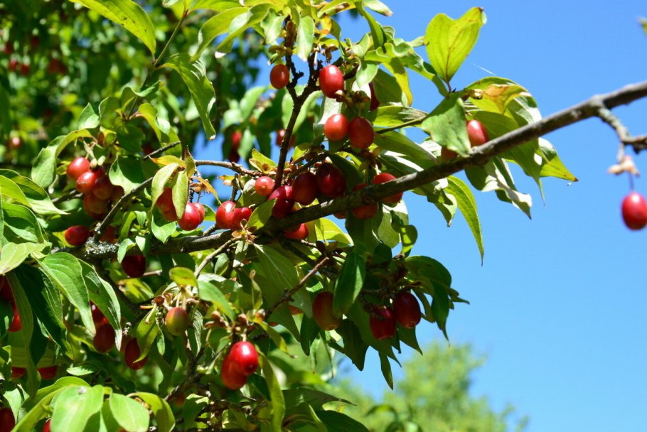 Дерево кизил