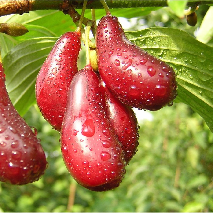 Кизил обыкновенный Волгоградский