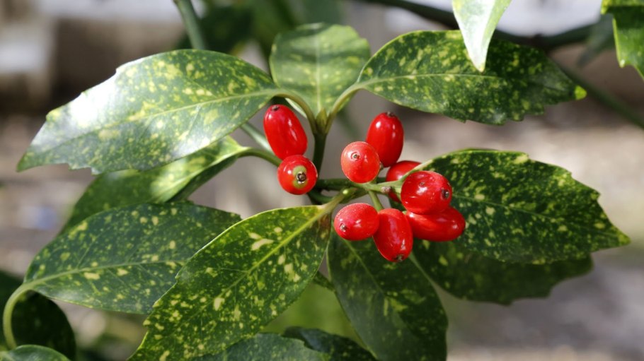 Аукуба золотое дерево