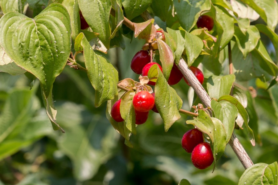 Кизил ягода