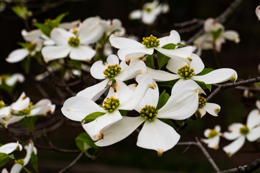 Кизил цветущий cornus florida