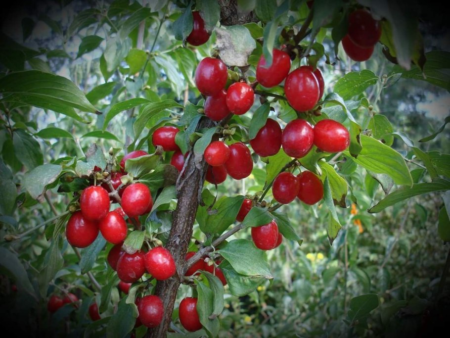 Растения семейства кизиловых