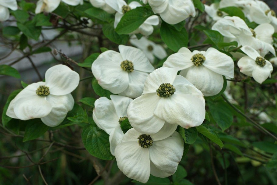 Cornus nuttallii