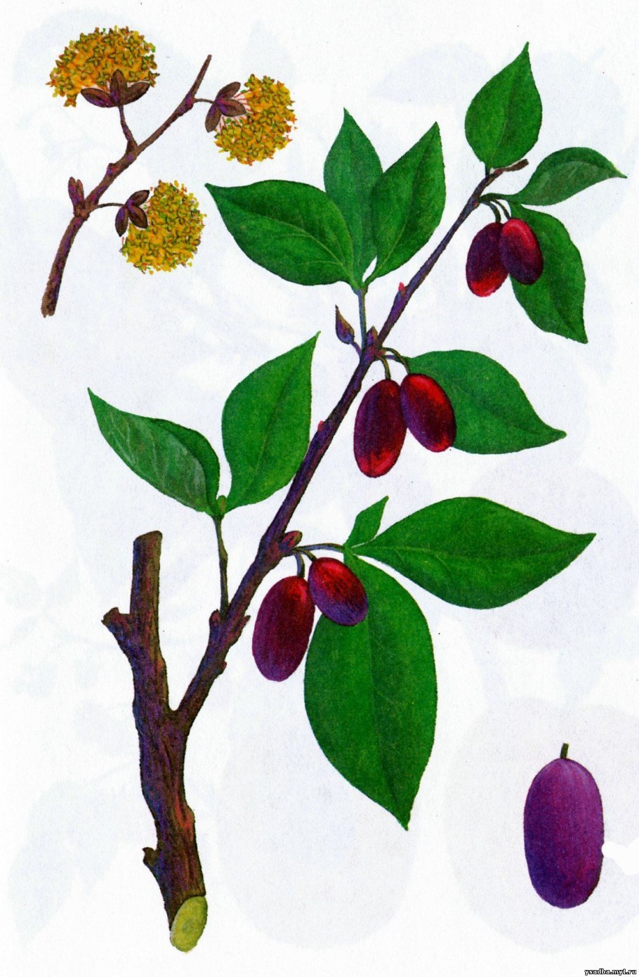 Аукуба растение