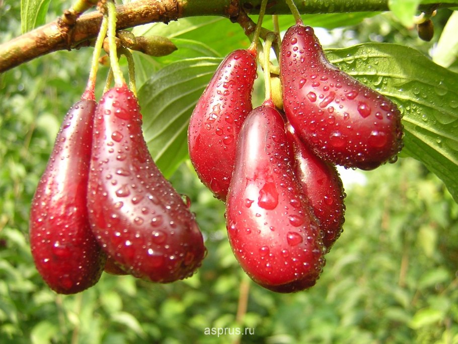 Кизил обыкновенный Джолико