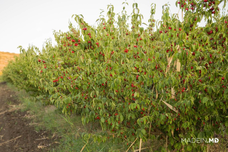 Кизил кустарник