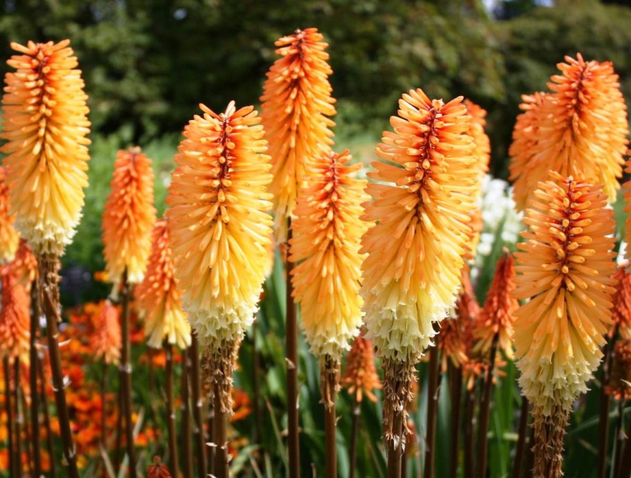 Книфофия гибридная Альказар