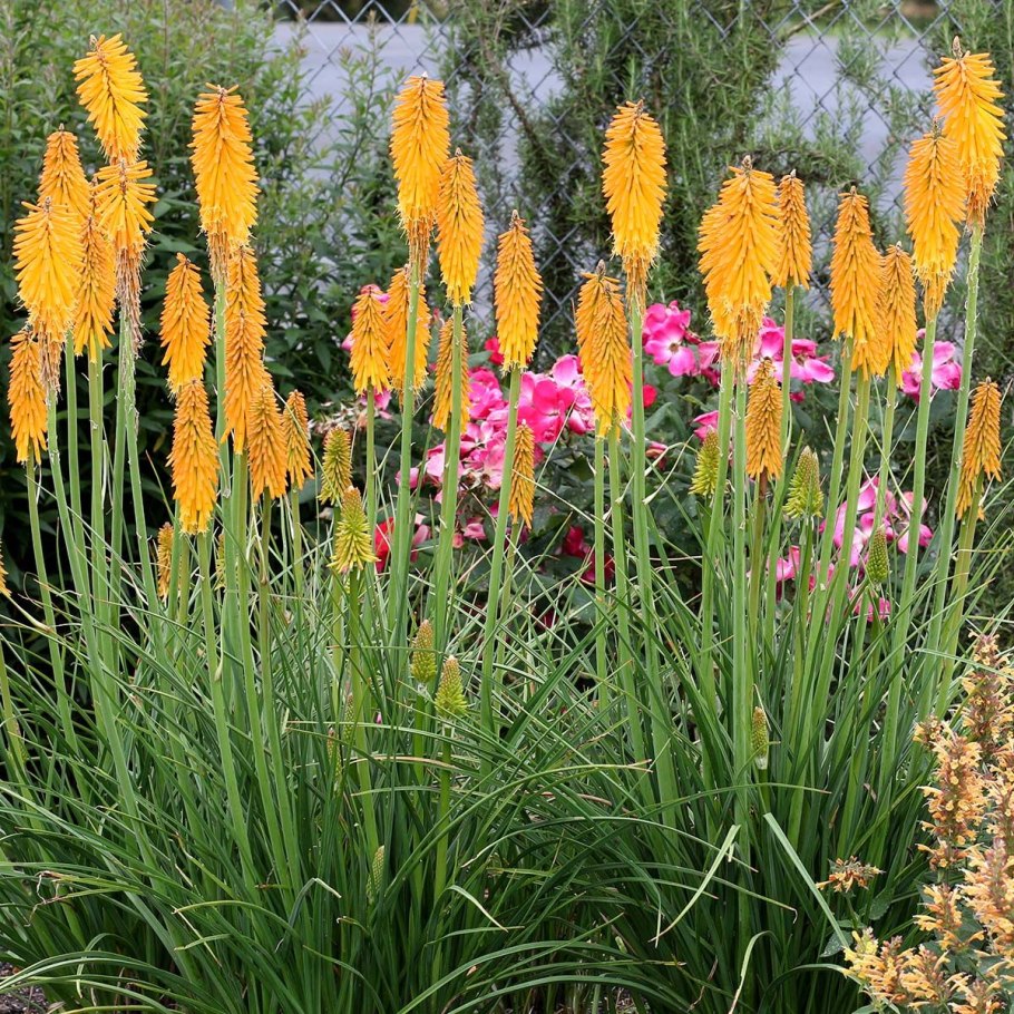 Книфофия Ягодная (Kniphofia uvaria)