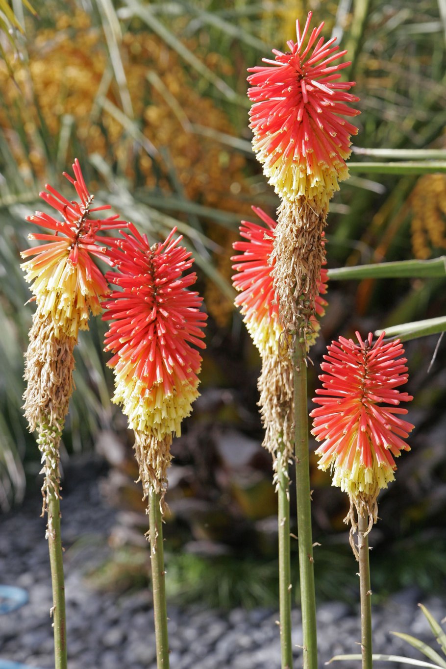 Книфофия Ягодная Тукка