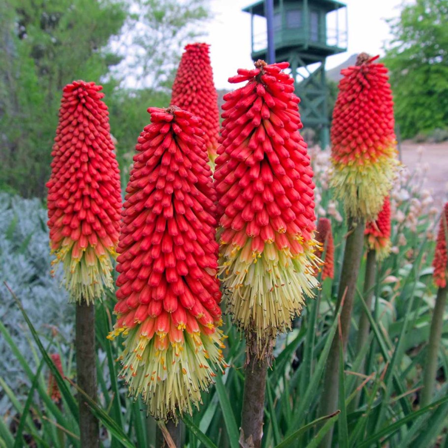 Книфофия Тритома