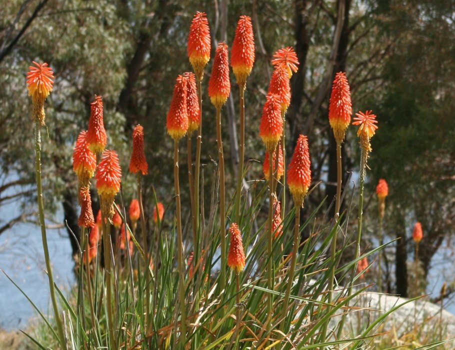 Книфофия Ягодная Тукка