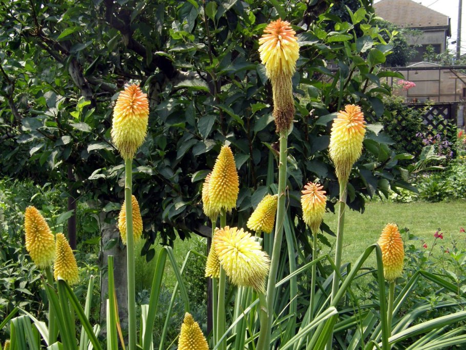 Книфофия Ягодная (Kniphofia uvaria)