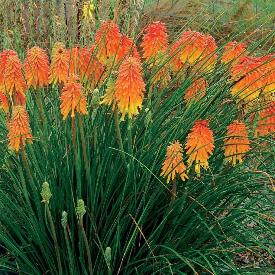 Книфофия 'Alcazar'