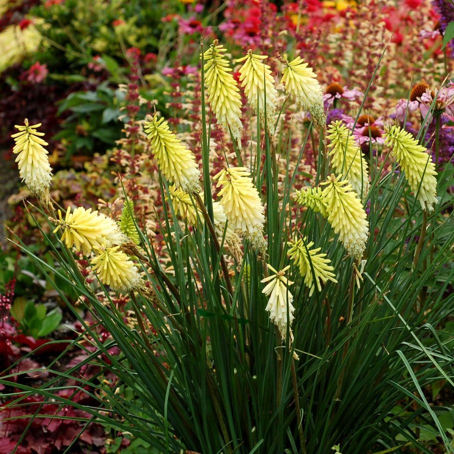 Книфофия Ягодная (Kniphofia uvaria)