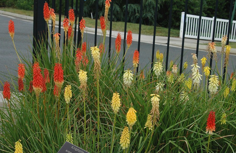 Книфофия гибридная Африканский гость