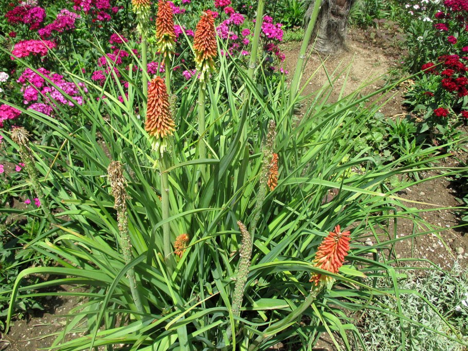 Книфофия Ягодная (Kniphofia uvaria)