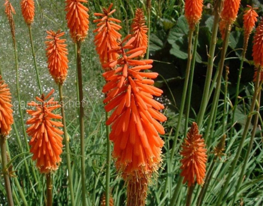 Книфофия гибридная альказар