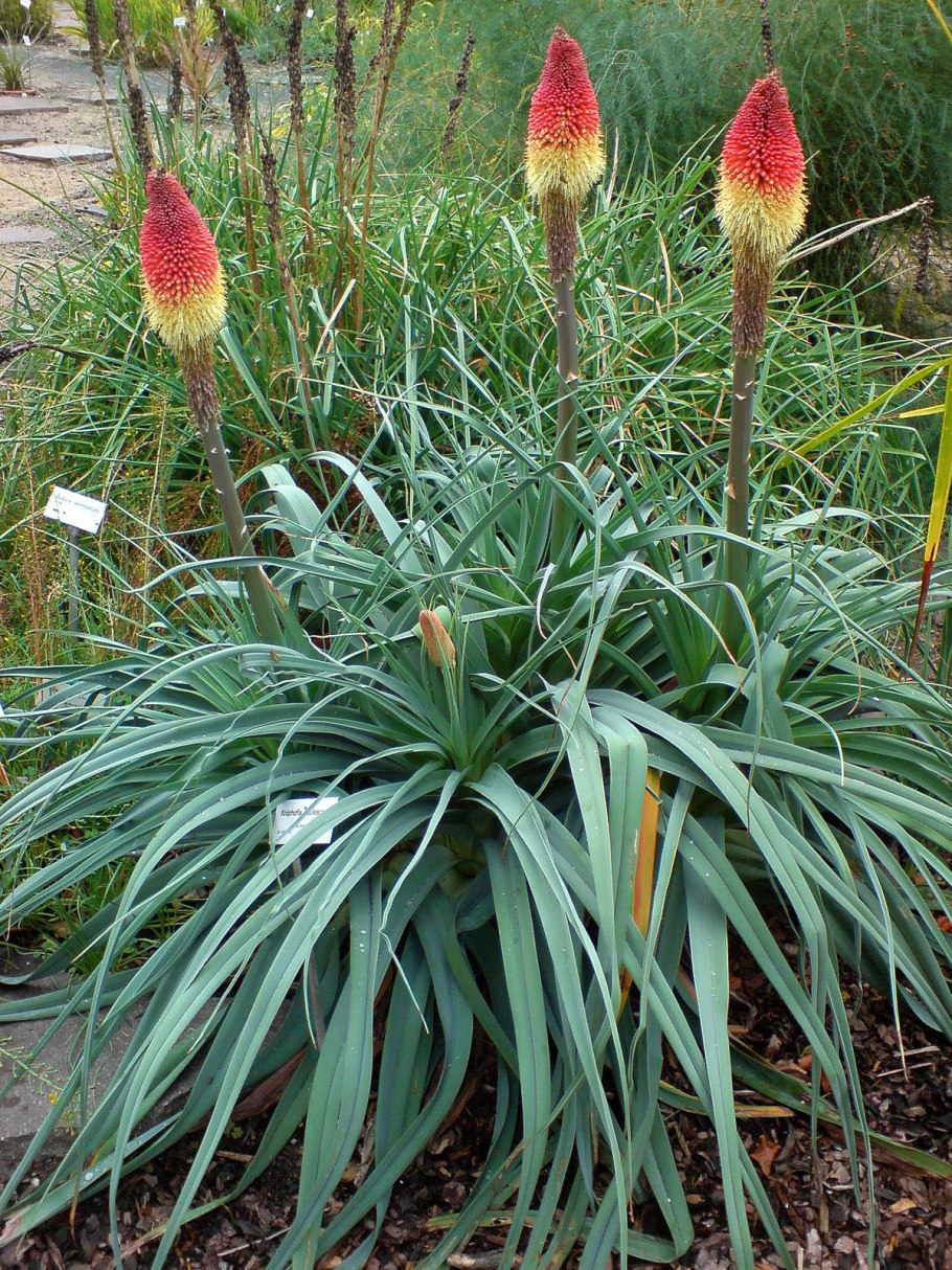Kniphofia caulescens