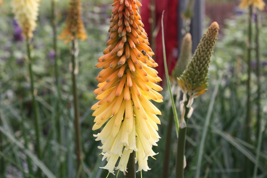 Книфофия Mango Popsicle