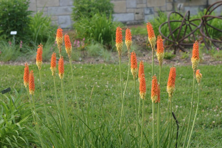 Книфофия оранж