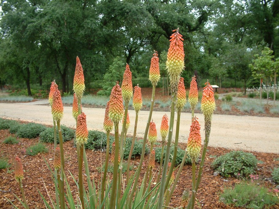 Книфофия альказар