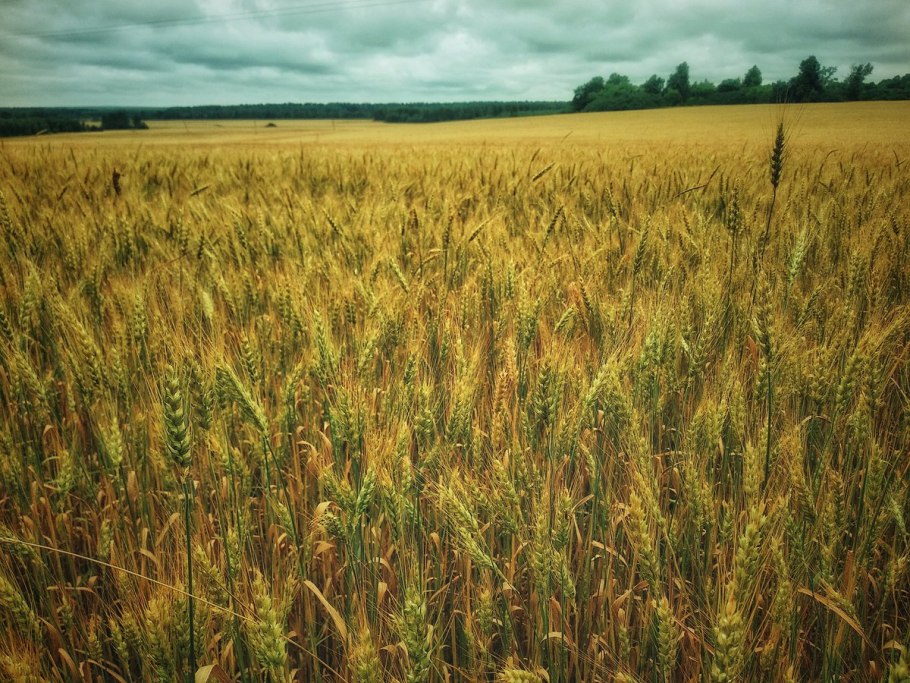 Поля пшеницы фото красивые