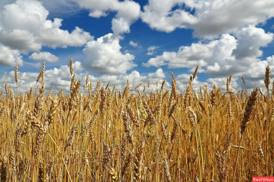 Пшеничное поле Вангол