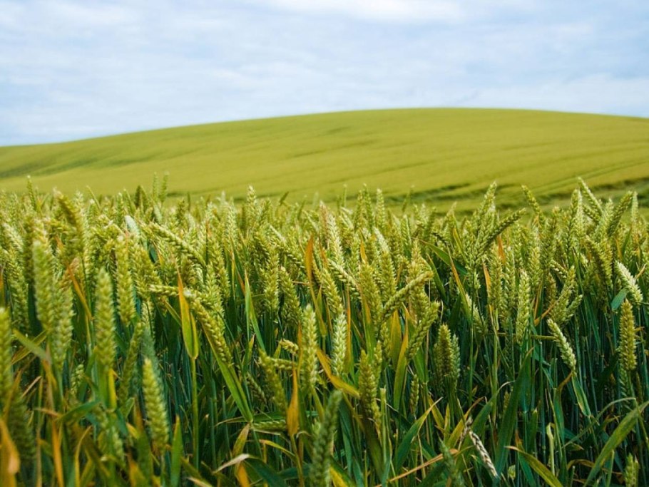 Ячмень прерия