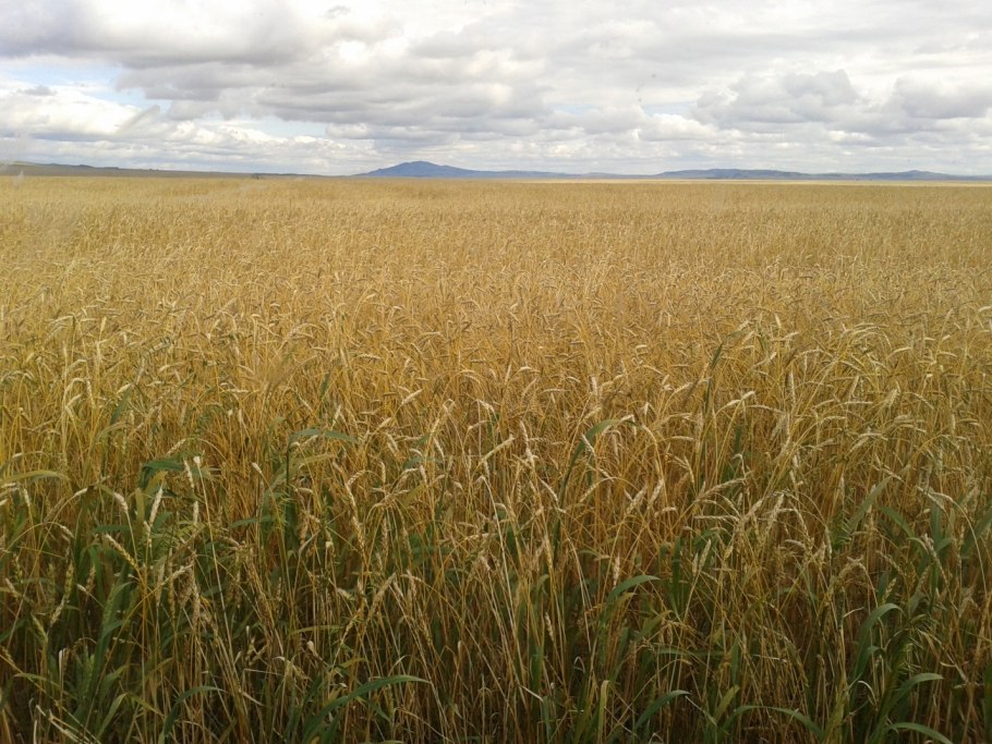 Хлебные поля Оренбуржья