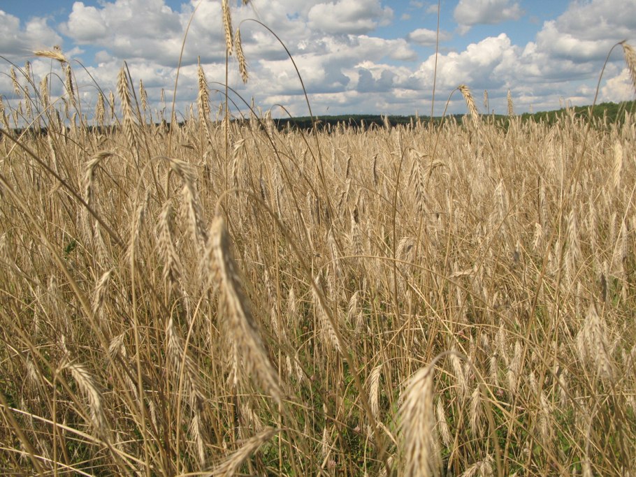 Рожь Чулпан