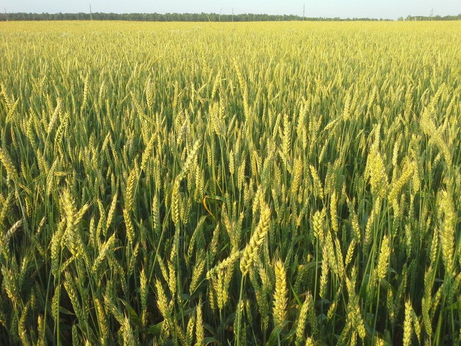 Хушаи гандум