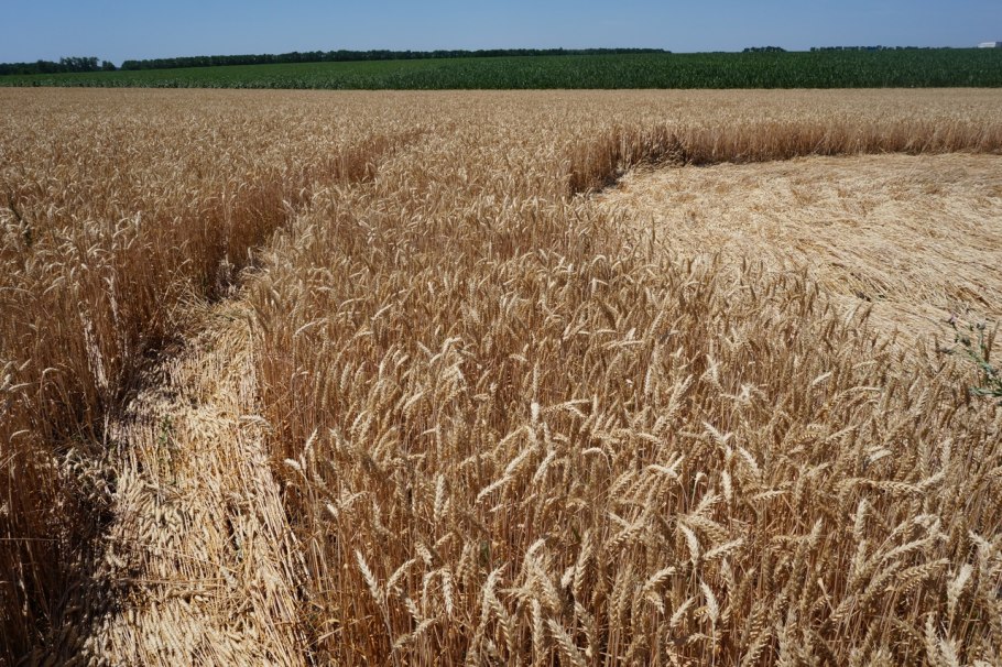 Сорт озимой пшеницы Кавказ