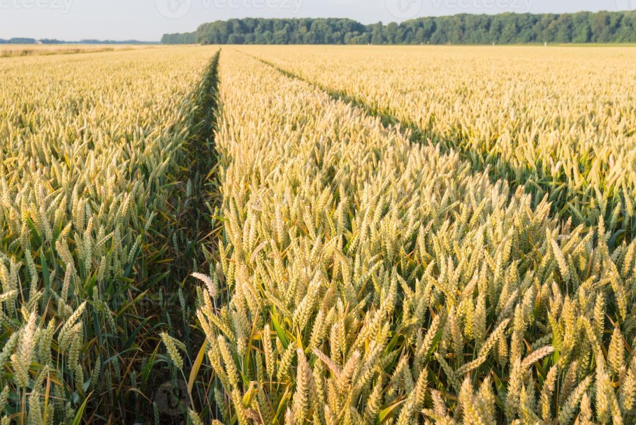 Фермер с колосьями