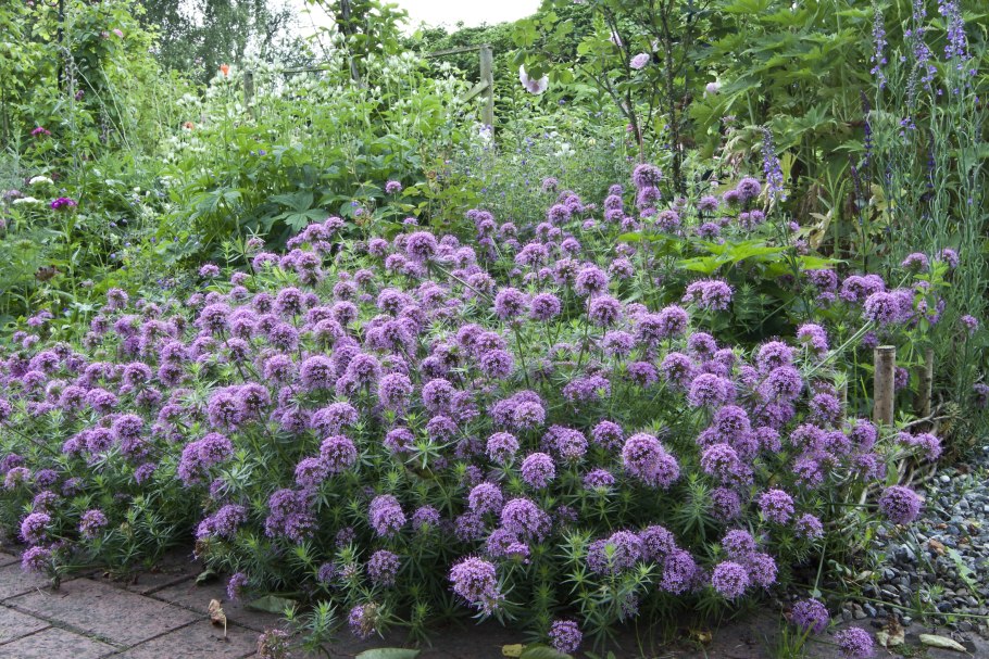 Фуопсис столбиковый