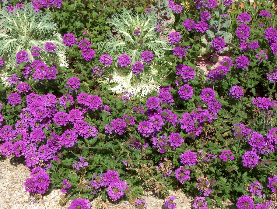 Камнеломка apiculata