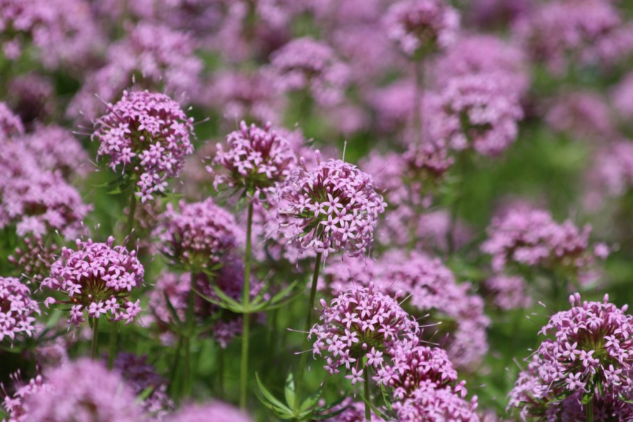 Фуопсис многолетняя